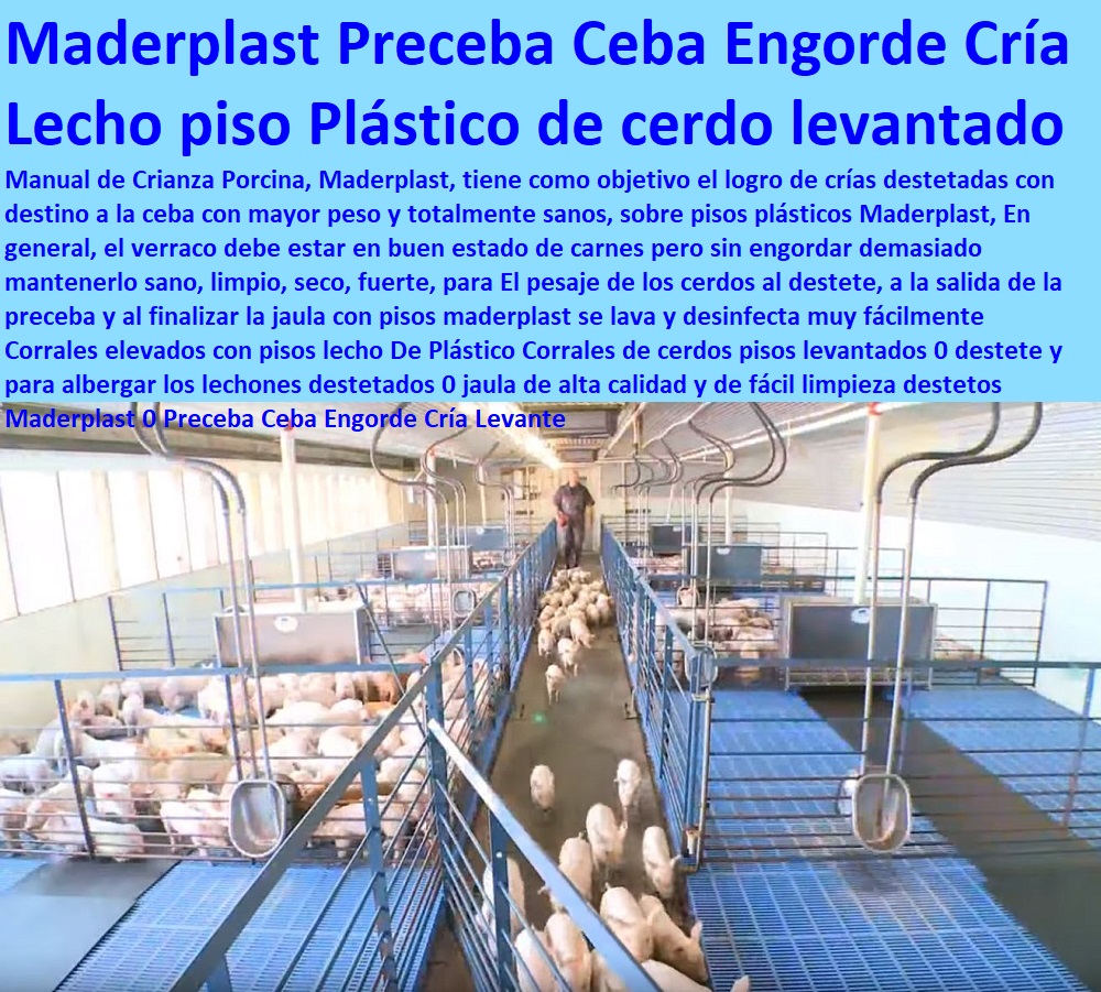 Corrales elevados con pisos lecho De Plástico Corrales de cerdos pisos levantados 0 destete y para albergar los lechones destetados 0 jaula de alta calidad y de fácil limpieza destetos Maderplast 0 Preceba Ceba Engorde Cría Levante Corrales elevados con pisos lecho De Plástico Corrales de cerdos pisos levantados 0 destete y para albergar los lechones destetados 0 jaula de alta calidad y de fácil limpieza destetos Maderplast 0 Preceba Ceba Engorde Cría Levante